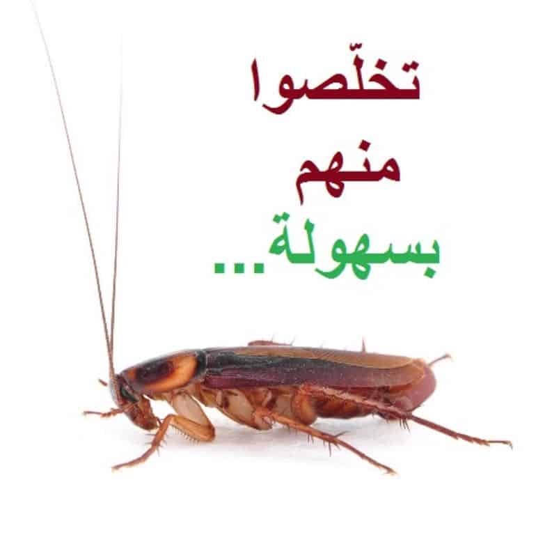 التخلص من الصراصير