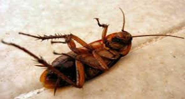 أحدث طرق مكافحة الصراصير المنزلية