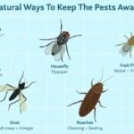 Are natural methods effective in eliminating insects permanently?