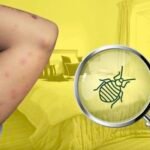 Can insects return after they have been eradicated?