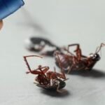 كم مرة يجب رش المنزل بالمبيدات؟