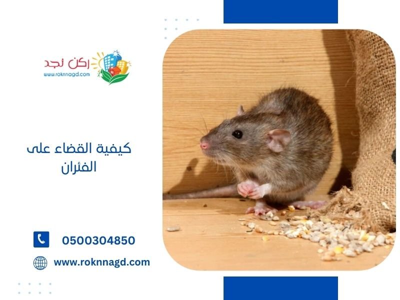 كيفية مكافحة على الفئران