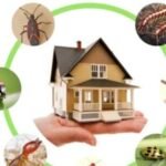 What is the best time to combat insects in the home?