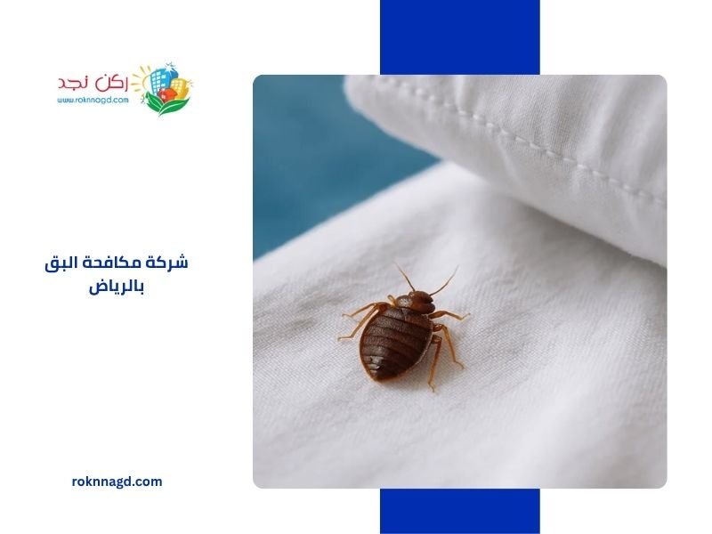 شركة مكافحة البق بالرياض