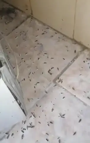 رش مبيد الحشرات في أرضيات منزل