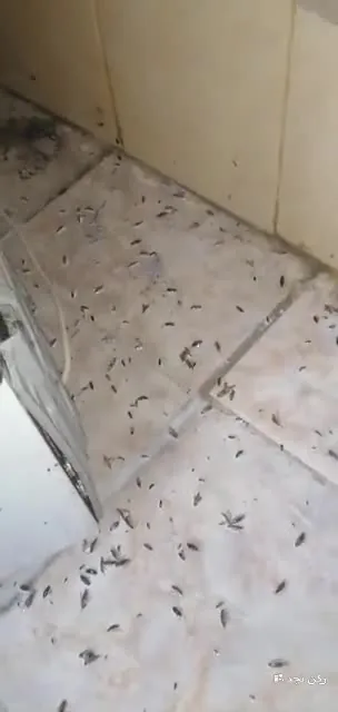 رش مبيد الحشرات في أرضيات منزل