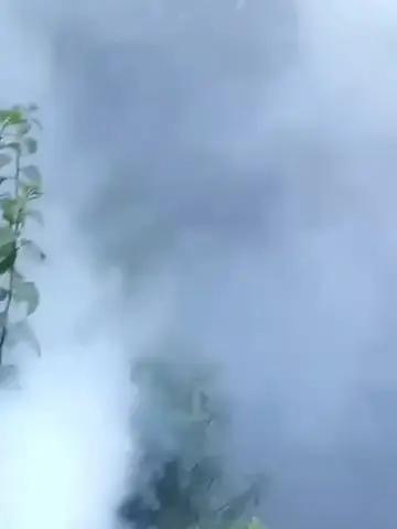 رش ضبابي للمبيد بين أشجار فناء